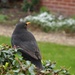 Morning Blackbird  by helenhall