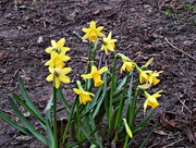 2nd Feb 2016 - Daffodils in the Park