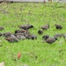Starlings by oldjosh