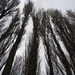 Poplars on a Grey Day by oldjosh