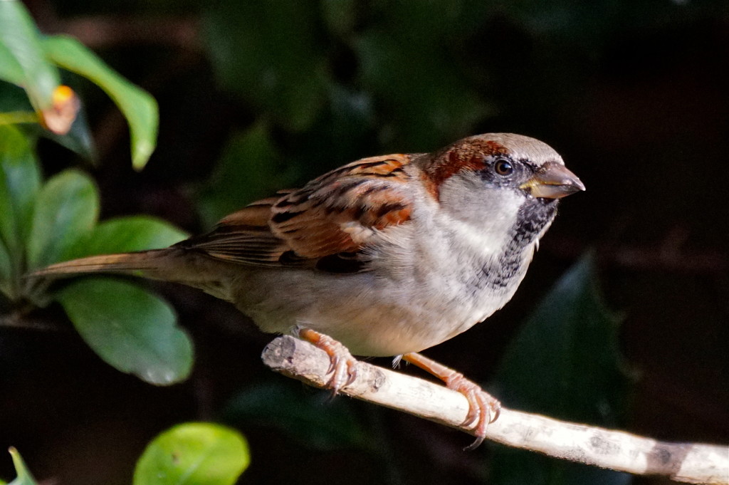 HOUSE SPARROW MALE by markp