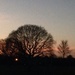 Sunset tree by denidouble