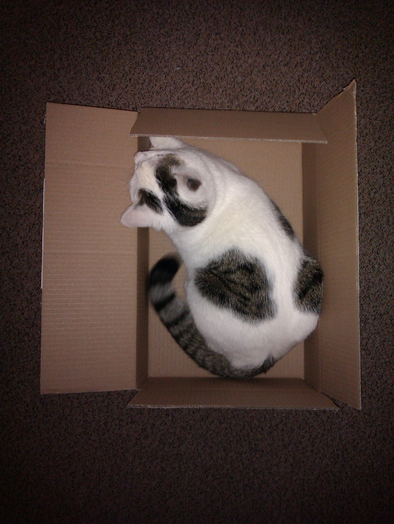 Cat in a box by berend