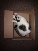 24th Nov 2010 - Cat in a box