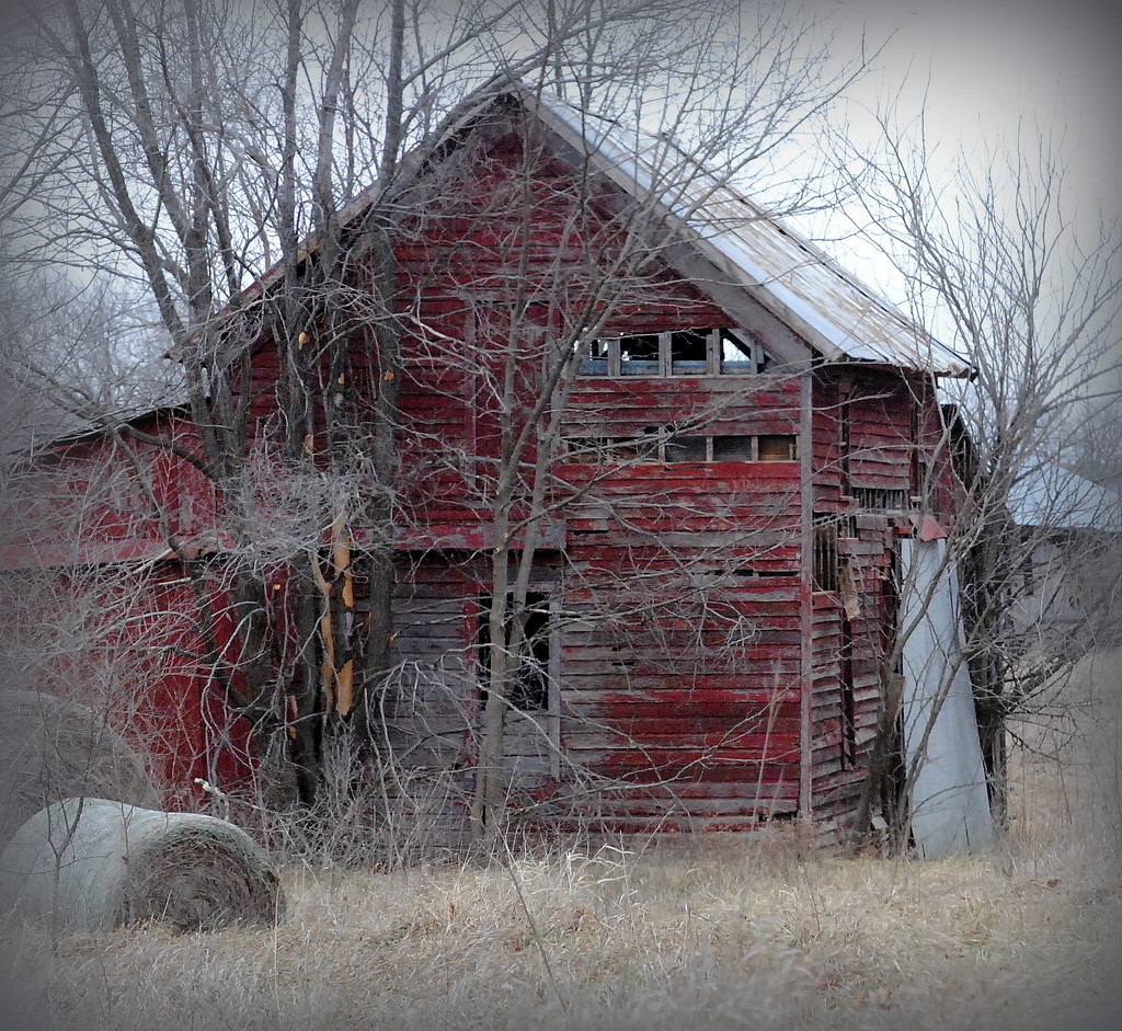 The Old Red Shed by genealogygenie