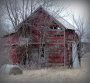 9th Jan 2016 - The Old Red Shed