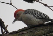 3rd Feb 2016 - red bellied woodpecker