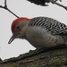 red bellied woodpecker by amyk