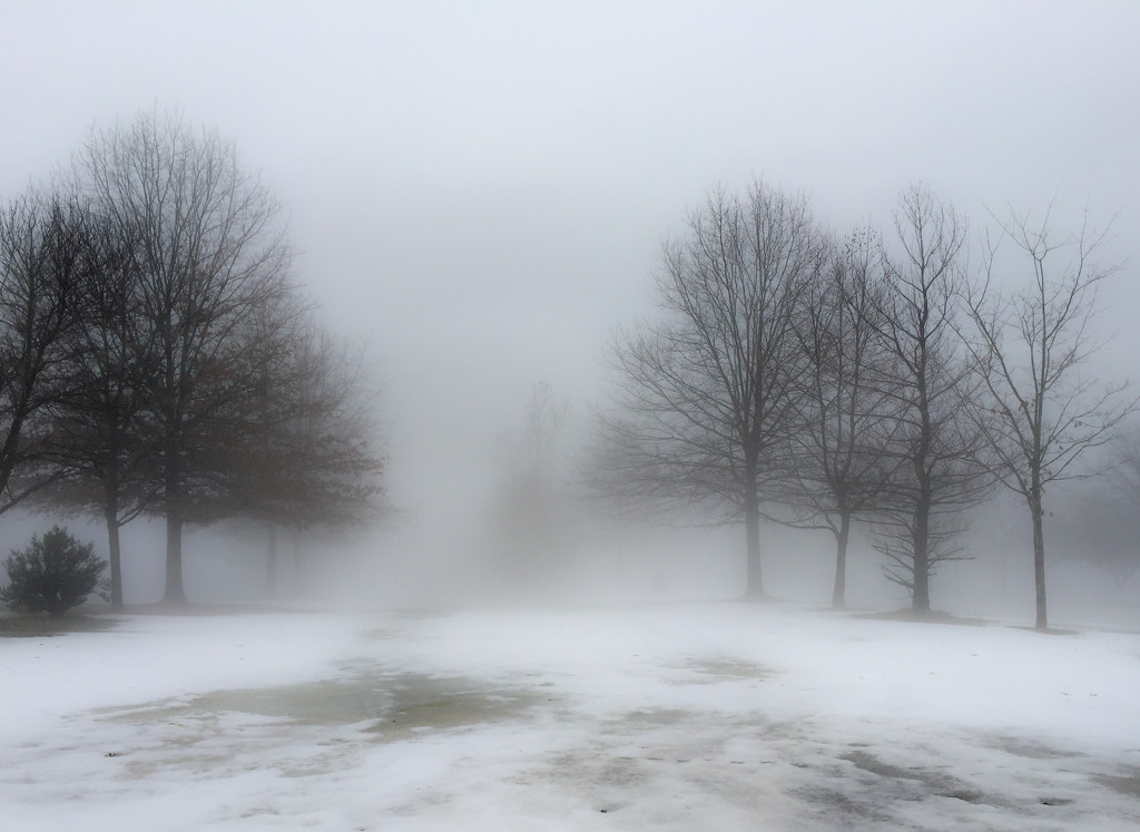 Fog by loweygrace