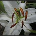 White lily by kerenmcsweeney