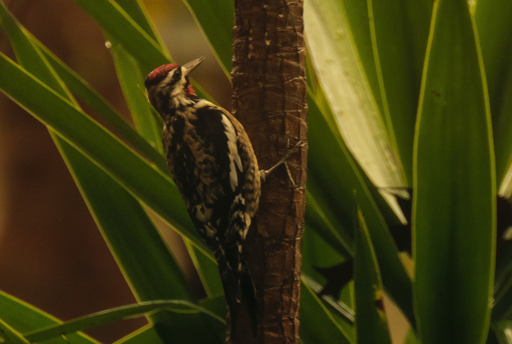 Woodpecker in the bushes! by rickster549