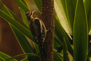3rd Feb 2016 - Woodpecker in the bushes!