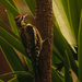 Woodpecker in the bushes! by rickster549