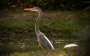 3rd Feb 2016 - Another Great Blue Heron!