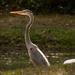 Another Great Blue Heron! by rickster549