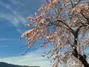 3rd Feb 2016 - Almond blossom