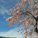 Almond blossom by chimfa