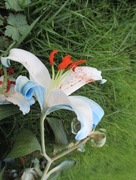 30th Jan 2016 - lily blue and white