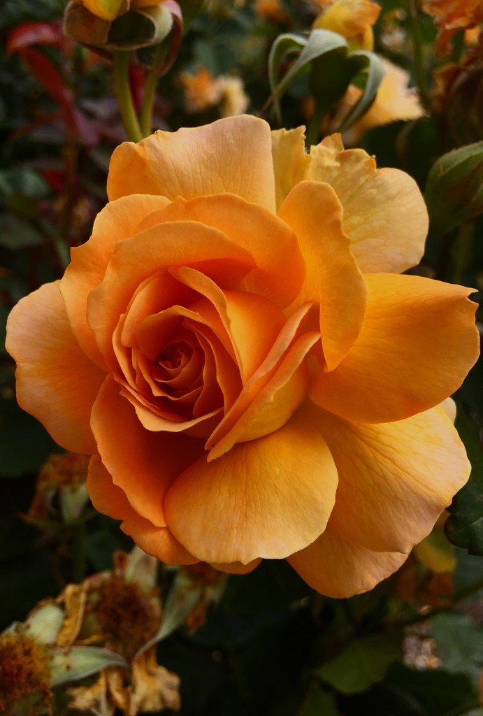 Yellow rose by pictureme