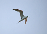 4th Feb 2016 - White-winged Tern