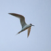 White-winged Tern by philbacon