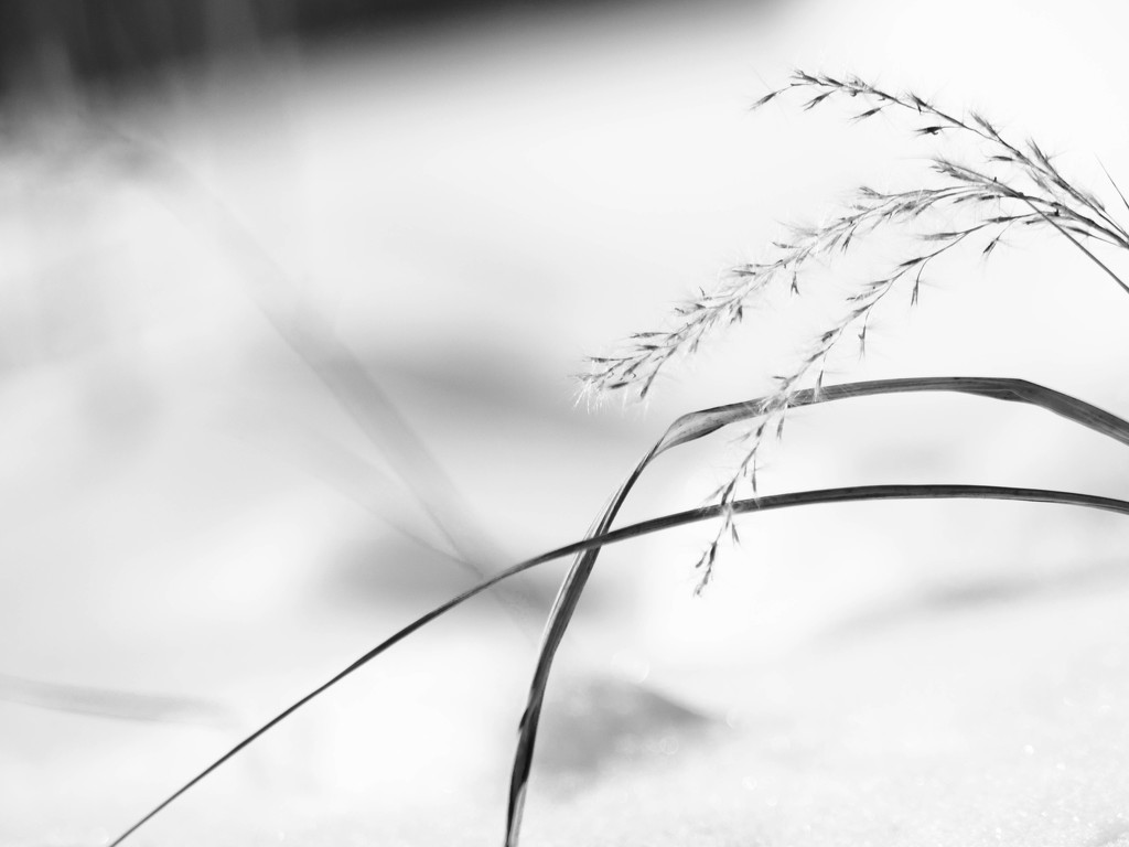 Grasses in the Snow by tosee