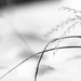 Grasses in the Snow by tosee