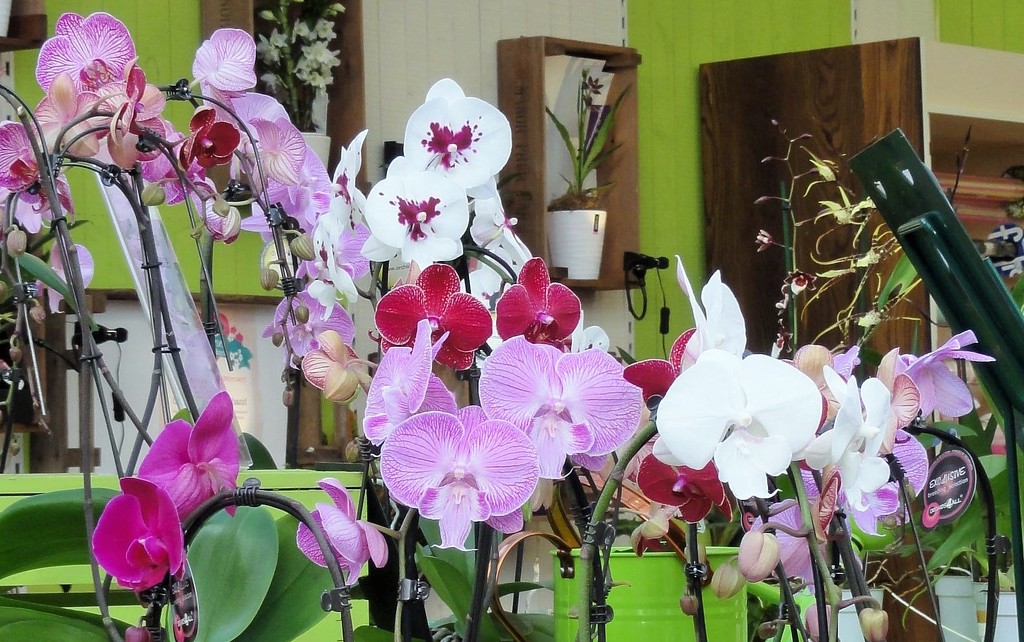 Orchids galore  by beryl