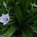 Pretty little flower by denidouble