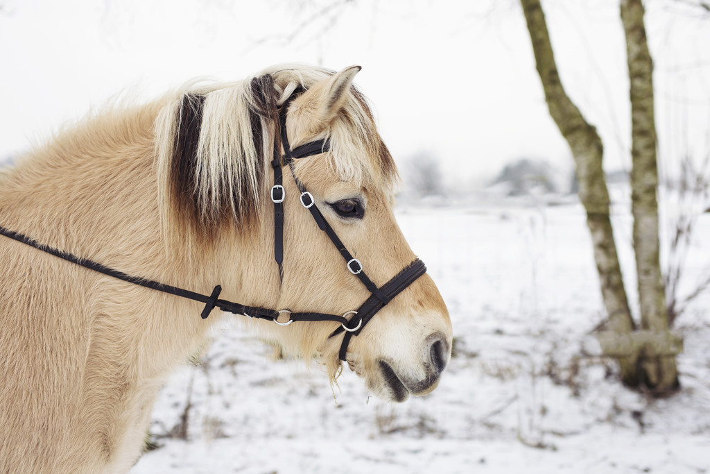 Snow pony by lily