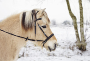 19th Jan 2016 - Snow pony
