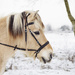 Snow pony by lily