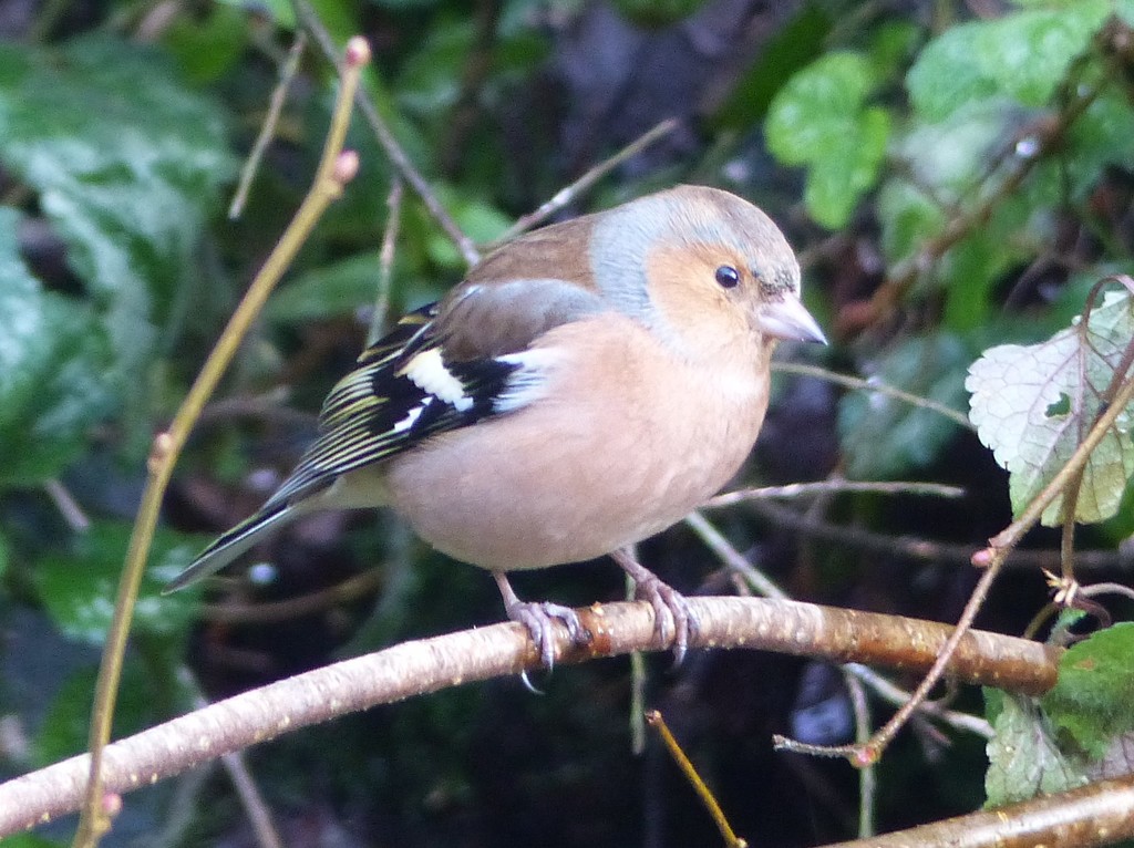Chaffinch (Male) by susiemc