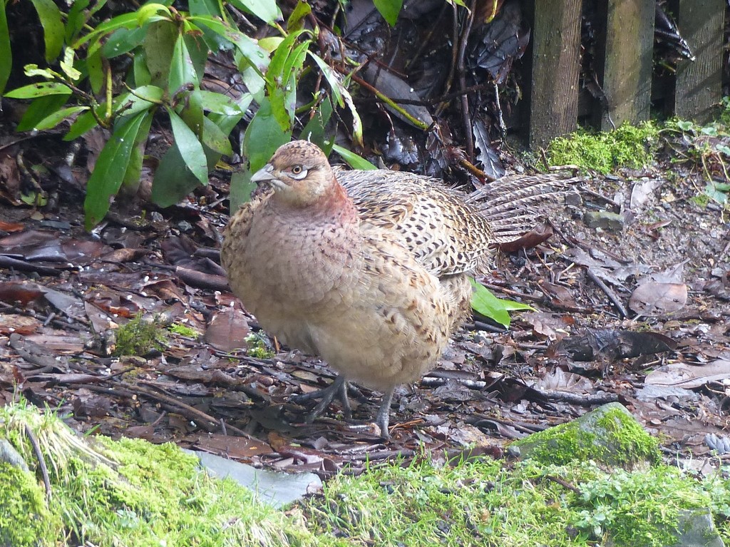 Female Pheasant by susiemc
