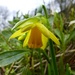 The First Daffodil!! by susiemc