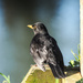 Blackbird by barrowlane