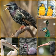 4th Jul 2011 - Birds at London Zoo