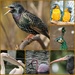 Birds at London Zoo by bizziebeeme