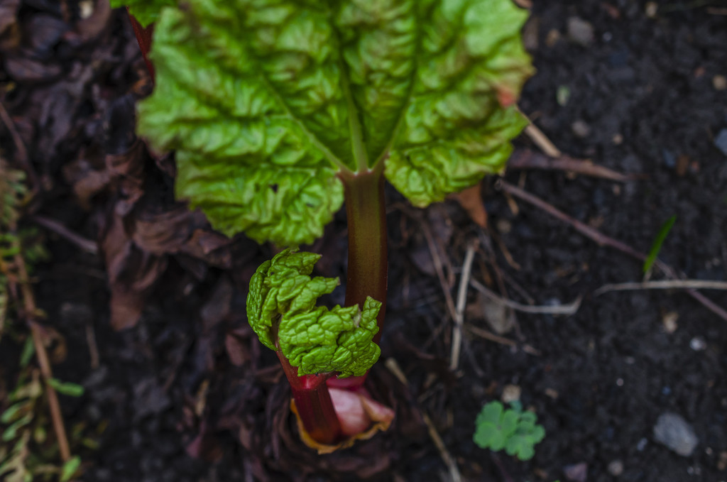 Rhubarb by tonygig
