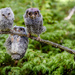 Owls by erinhull