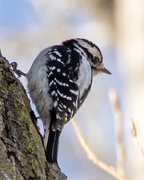 4th Feb 2016 - Downy Woodpecker