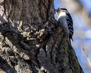 4th Feb 2016 - Downy Woodpecker