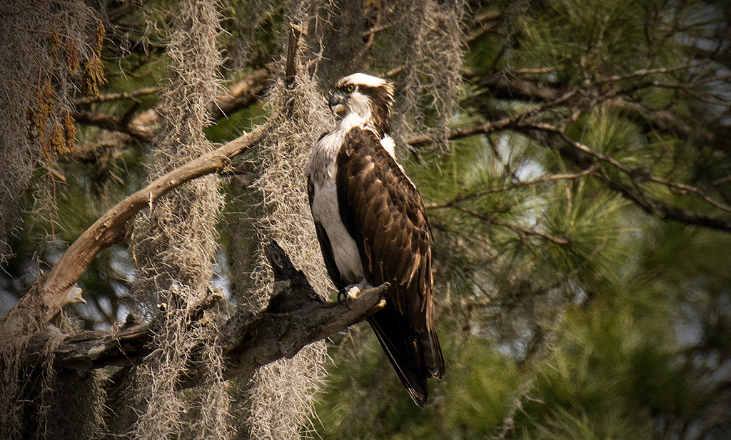 Osprey Profile, somewhat! by rickster549