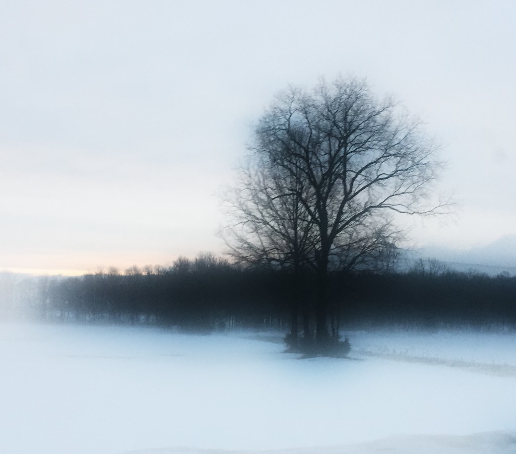 A Tree In The Cold by digitalrn