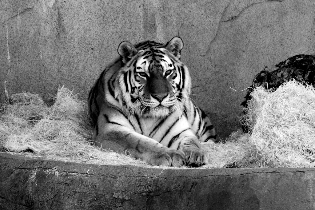 Resting Tiger by randy23