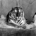 Resting Tiger by randy23