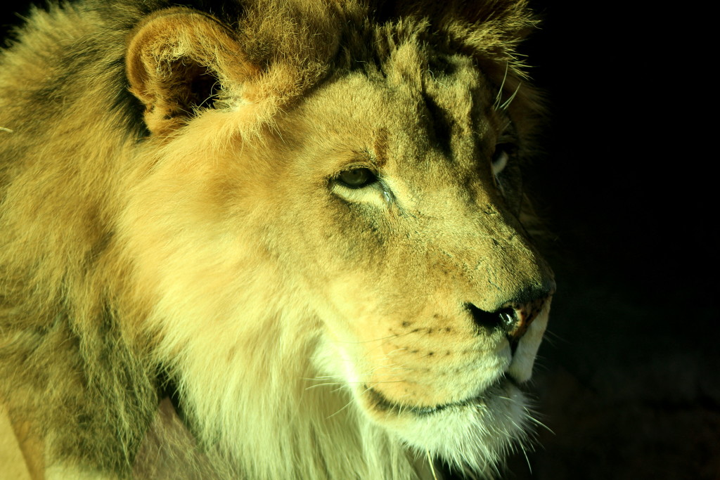 Lion Closeup by randy23