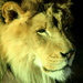 Lion Closeup by randy23