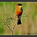 "Profiles in Birdage" by soylentgreenpics