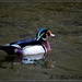 Duck Decoy Dynasty... by soylentgreenpics